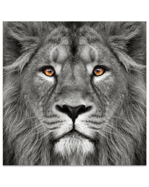 Empire Art Direct King of The Jungle Lion Frameless Free Floating Tempered Glass Panel Graphic Wall Art 38 x