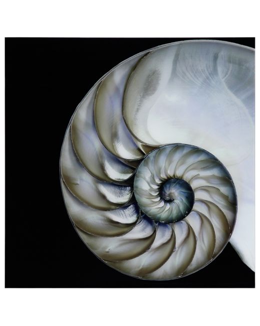 Empire Art Direct Pearly Nautilus Frameless Free Floating Tempered Glass Panel Graphic Wall Art 36 x 0.2